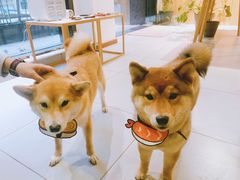 -柴务处·柴犬主题狗咖