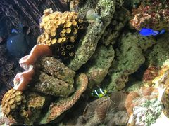 -北戴河圣蓝海洋公园