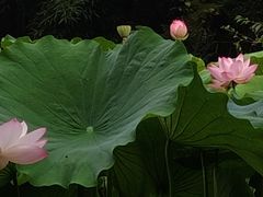 -成都杜甫草堂博物馆