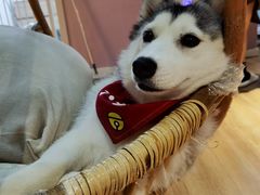 -Husky Go! 哈士奇体验馆·宠物咖啡厅狗咖