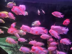 -泉城欧乐堡海洋极地世界