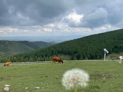 -苏木山森林公园