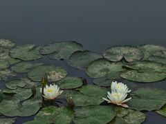 -绿堤公园