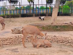 -武汉紫薇都市田园