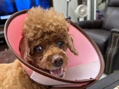 -邢大夫动物医院