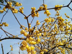 -三圣花乡旅游区