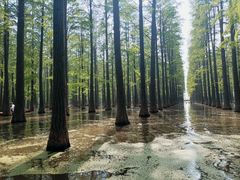 -渌洋湖湿地公园