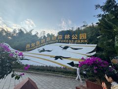 -西双版纳原始森林公园