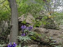 -大岭沟猕猴桃谷风景区