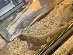 -酷以爬仙阁实体爬宠店·守宫·蜥蜴·专业繁育