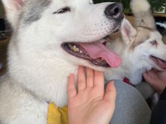 -Husky Go! 哈士奇体验馆·宠物咖啡厅狗咖