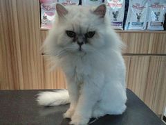 -御宝贝·A梦猫科宠物医院(国际猫友好医院)