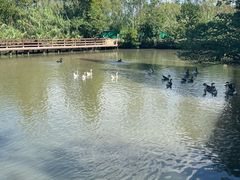 -溱湖国家湿地公园