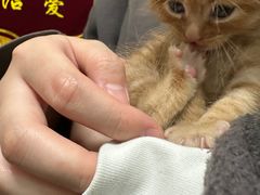-凯瑞希宠物医院·狂犬免疫·微创·皮肤科