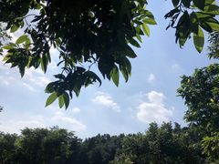 -火炉山森林公园