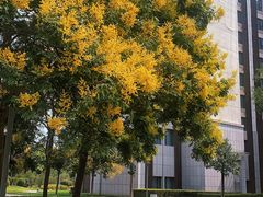 -南阳建业森林半岛假日酒店