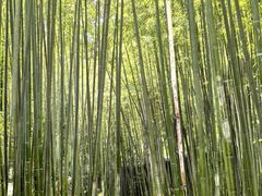 -泰山风景名胜区-普照寺