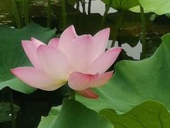 -荷塘月色湿地公园·向阳花洲