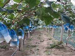 -马陆小张葡萄园农家乐