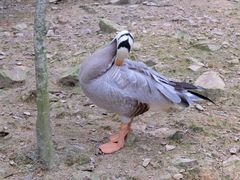 -泉州海丝野生动物世界