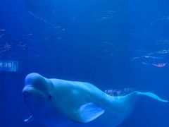 -海合安成都极地海洋公园