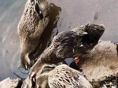 -美丽南方·老木棉匠园·团建烧烤·烤全羊