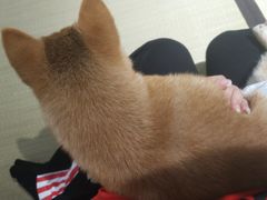 -逗柴咖啡屋·狗咖猫咖宠物桌游
