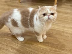 -滚猫咖啡·猫咖·猫友好撸猫(未来城店)