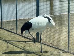 -盐城丹顶鹤湿地生态旅游区