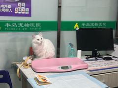 -半岛宠物医院24小时(科华中路店)