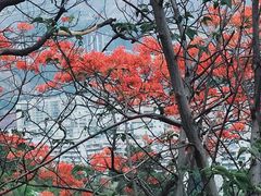 -攀枝花公园
