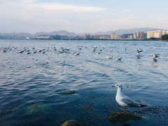 -大理洱海