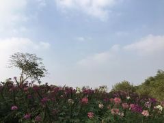 -松山湖梦幻百花洲