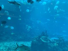 -海棠湾洲际-涛·海底餐厅·美人鱼·自助餐·海底隧道