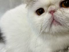 -中农国际动物医院24小时·猫科·骨科·急重症中心