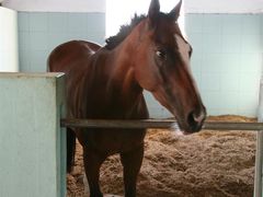 -松声马术俱乐部