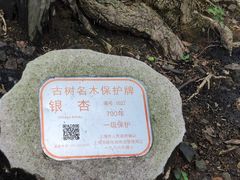 -上海佘山国家森林公园天马山园