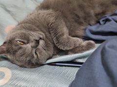 -瑞鹏宠物医院·骨科·猫科·内科(第一中心)
