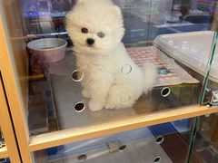 -FAELING PETS美天灵宠物(富力广场店)
