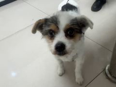 -艾贝尔宠物医院 ·中兽医·宠保定点(北门桥店)