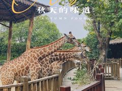 -上海野生动物园