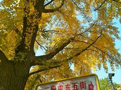 -三里屯东五街银杏大道