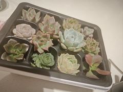 -星巴克臻选(广州太古汇店)