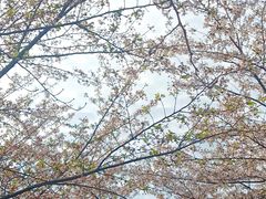 -高东镇樱花园