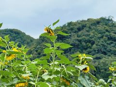 -高荡千年布依古寨旅游景区