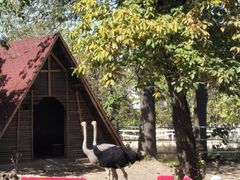 鸵鸟-西安秦岭野生动物园