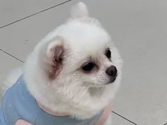 -怪兽屋·羊驼·猫咖·狗咖(俊华广场店)