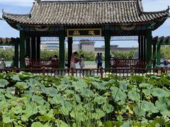 -莲花池公园