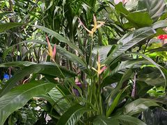 -花鸟鱼虫鲜花绿植市场(玉泉路店)