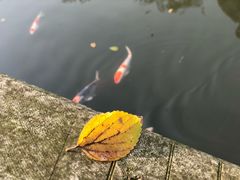 -杭州西湖柳莺里酒店·闻莺厅